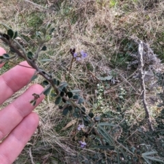 Glycine clandestina at Jerrabomberra, ACT - 9 Aug 2023 02:09 PM