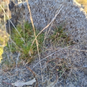 Papyrius sp. (genus) at Jerrabomberra, ACT - suppressed