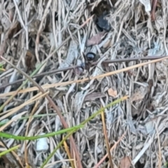 Papyrius sp. (genus) at Jerrabomberra, ACT - suppressed