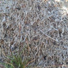 Papyrius sp. (genus) at Jerrabomberra, ACT - suppressed