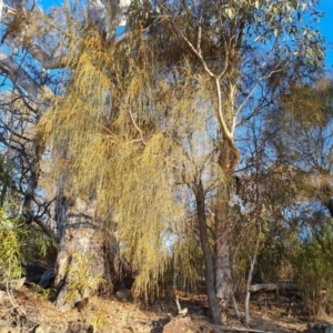 Allocasuarina verticillata at Jerrabomberra, ACT - 9 Aug 2023