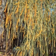 Allocasuarina verticillata at Jerrabomberra, ACT - 9 Aug 2023