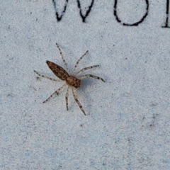 Helpis minitabunda (Threatening jumping spider) at Callum Brae - 9 Aug 2023 by Mike