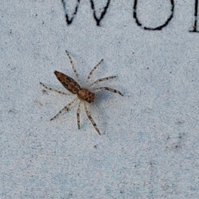 Helpis minitabunda (Threatening jumping spider) at Jerrabomberra, ACT - 9 Aug 2023 by Mike