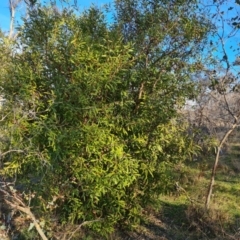 Hakea salicifolia subsp. salicifolia (Willow-leaved Hakea) at Symonston, ACT - 9 Aug 2023 by Mike