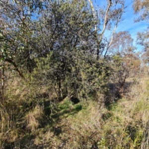 Callistemon sp. at Jerrabomberra, ACT - 9 Aug 2023 03:37 PM