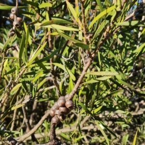 Callistemon sp. at Jerrabomberra, ACT - 9 Aug 2023 03:37 PM