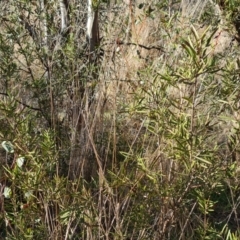 Callistemon sp. at Jerrabomberra, ACT - 9 Aug 2023 03:37 PM