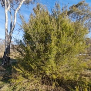 Kunzea ericoides at Jerrabomberra, ACT - 9 Aug 2023