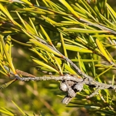 Kunzea ericoides at Jerrabomberra, ACT - 9 Aug 2023