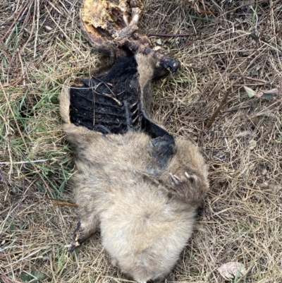 Vombatus ursinus (Common wombat, Bare-nosed Wombat) at Molonglo, ACT - 8 Aug 2023 by Steve_Bok