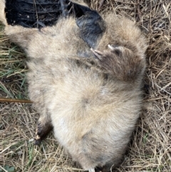 Vombatus ursinus at Molonglo, ACT - 9 Aug 2023