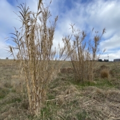 Arundo donax (Spanish Reed, Giant Reed) at Molonglo, ACT - 9 Aug 2023 by SteveBorkowskis