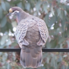 Phaps chalcoptera (Common Bronzewing) at Flynn, ACT - 8 Aug 2023 by Christine