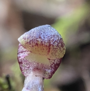 Corysanthes grumula at suppressed - 9 Aug 2023