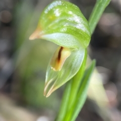 Bunochilus montanus (ACT) = Pterostylis jonesii (NSW) (Montane Leafy Greenhood) at Paddys River, ACT - 9 Aug 2023 by AJB