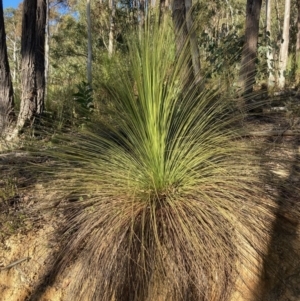 Xanthorrhoea glauca subsp. angustifolia at Cotter River, ACT - 5 Aug 2023