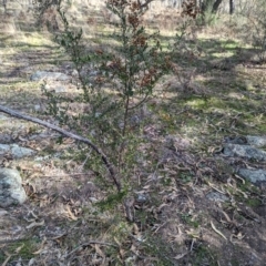 Bursaria spinosa subsp. lasiophylla (Australian Blackthorn) at Jerrabomberra, ACT - 9 Aug 2023 by stofbrew