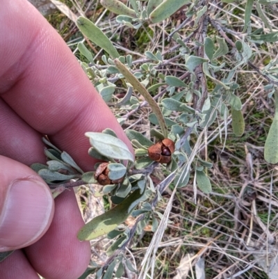 Hibbertia obtusifolia (Grey Guinea-flower) at Jerrabomberra, ACT - 9 Aug 2023 by stofbrew