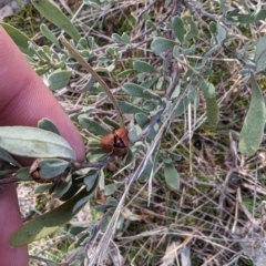 Hibbertia obtusifolia at Jerrabomberra, ACT - 9 Aug 2023