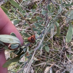 Hibbertia obtusifolia at Jerrabomberra, ACT - 9 Aug 2023