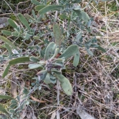 Hibbertia obtusifolia at Jerrabomberra, ACT - 9 Aug 2023