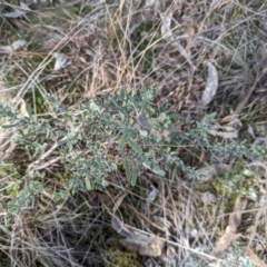 Hibbertia obtusifolia at Jerrabomberra, ACT - 9 Aug 2023