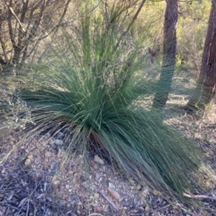 Xanthorrhoea glauca subsp. angustifolia (Grey Grass-tree) at Lower Cotter Catchment - 5 Aug 2023 by NickiTaws