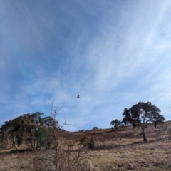 Falco berigora (Brown Falcon) at Isaacs Ridge - 9 Aug 2023 by stofbrew