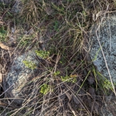Cheilanthes sieberi subsp. sieberi (Narrow Rock Fern) at Jerrabomberra, ACT - 9 Aug 2023 by stofbrew