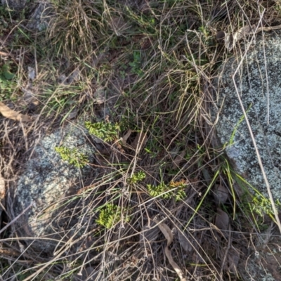 Cheilanthes sieberi subsp. sieberi (Mulga Rock Fern) at Isaacs Ridge - 9 Aug 2023 by stofbrew