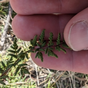 Cheilanthes sieberi subsp. sieberi at Jerrabomberra, ACT - 9 Aug 2023