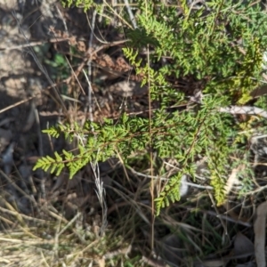 Cheilanthes sieberi subsp. sieberi at Jerrabomberra, ACT - 9 Aug 2023 02:56 PM