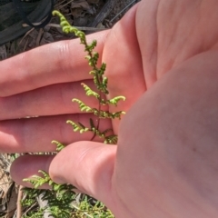 Cheilanthes sieberi subsp. sieberi at Jerrabomberra, ACT - 9 Aug 2023 02:56 PM