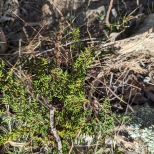 Cheilanthes sieberi subsp. sieberi at Jerrabomberra, ACT - 9 Aug 2023 02:56 PM