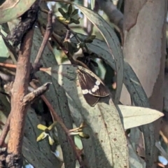 Nyctemera secundiana (Magpie Moth) at Jerrabomberra, ACT - 9 Aug 2023 by stofbrew