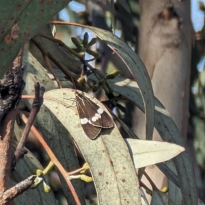 Nyctemera secundiana at Jerrabomberra, ACT - 9 Aug 2023