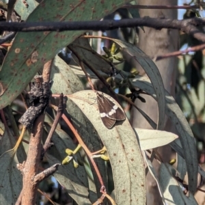 Nyctemera secundiana at Jerrabomberra, ACT - 9 Aug 2023