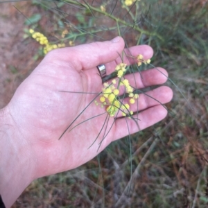 Acacia subulata at Isaacs, ACT - 9 Aug 2023