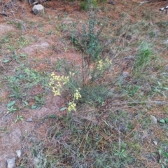 Acacia subulata at Isaacs, ACT - 9 Aug 2023