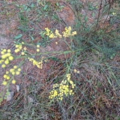 Acacia subulata at Isaacs, ACT - 9 Aug 2023