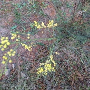 Acacia subulata at Isaacs, ACT - 9 Aug 2023