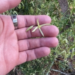 Clematis leptophylla at Isaacs, ACT - 9 Aug 2023