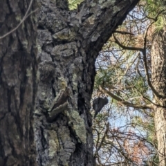 Cormobates leucophaea (White-throated Treecreeper) at Isaacs, ACT - 9 Aug 2023 by stofbrew