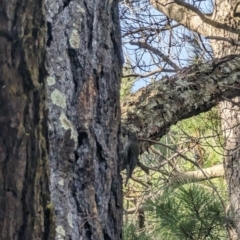 Cormobates leucophaea at Isaacs, ACT - 9 Aug 2023