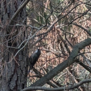 Cormobates leucophaea at Isaacs, ACT - 9 Aug 2023