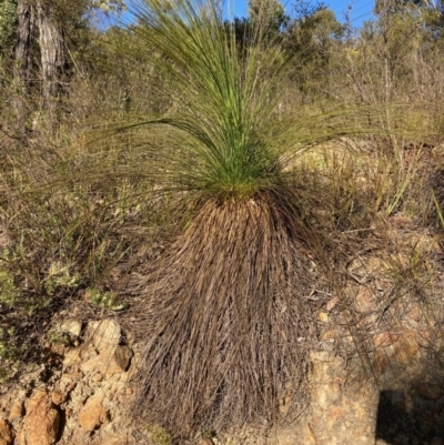 Xanthorrhoea glauca subsp. angustifolia (Grey Grass-tree) at Cotter River, ACT - 5 Aug 2023 by NickiTaws