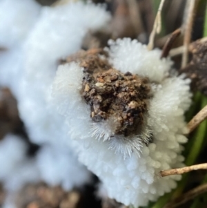 Chromelosporium/Ostracoderma sp. at Tidbinbilla Nature Reserve - suppressed