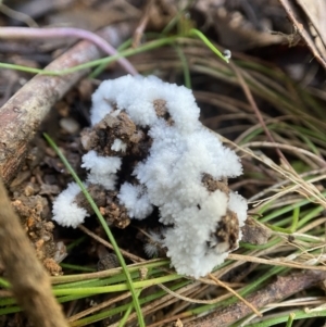 Chromelosporium/Ostracoderma sp. at Tidbinbilla Nature Reserve - suppressed