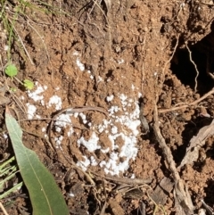 Chromelosporium/Ostracoderma sp. at Tidbinbilla Nature Reserve - suppressed